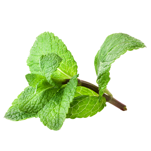 Mint